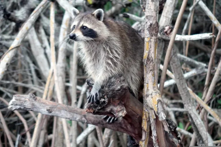 Strategies to Deter Raccoons from Pooping in Your Yard