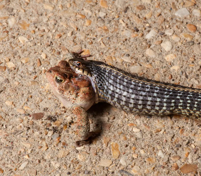 Types of Snakes That Prefer Eating Frogs