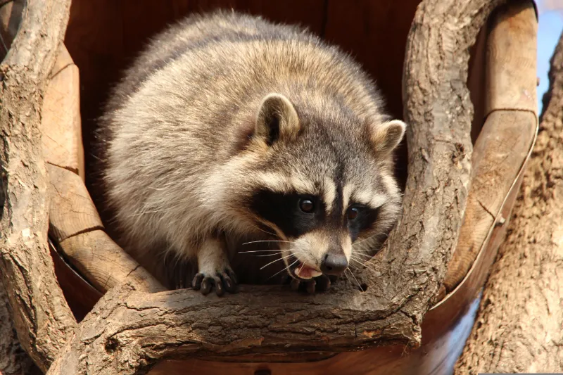 Where Do Raccoons Make Their Nests