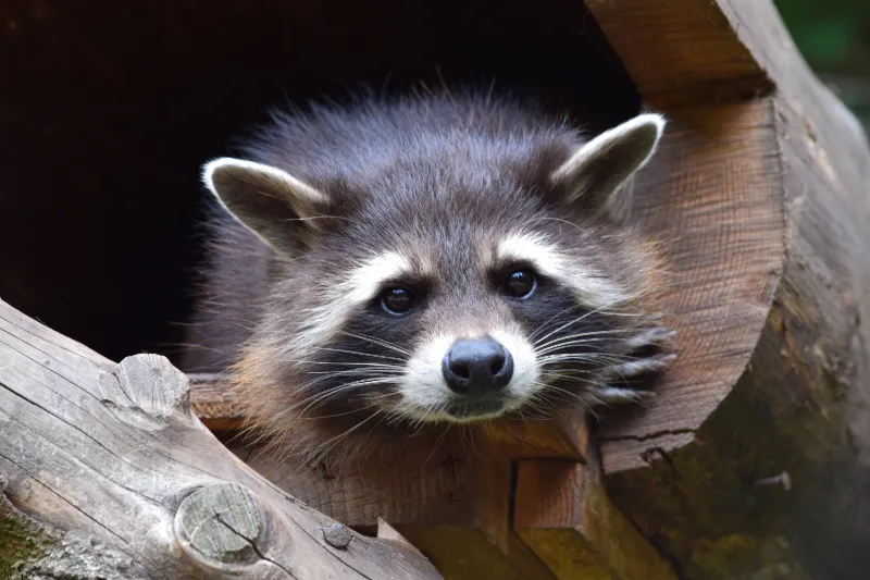 Why Do Raccoons Climb Trees