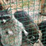 Will Bleach Keep Raccoons Away