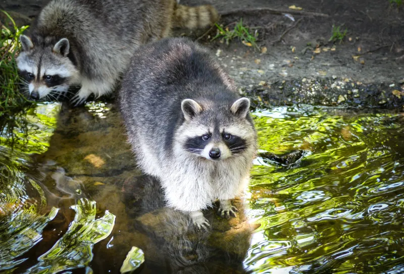 keep raccoons from raiding your deer feeder