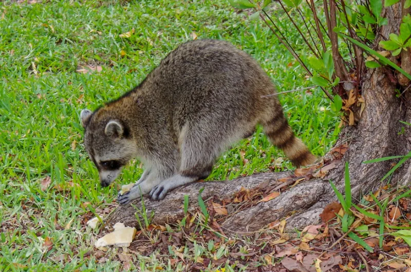 raccoons love eating food