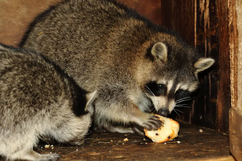 raccoons will eat almost any food