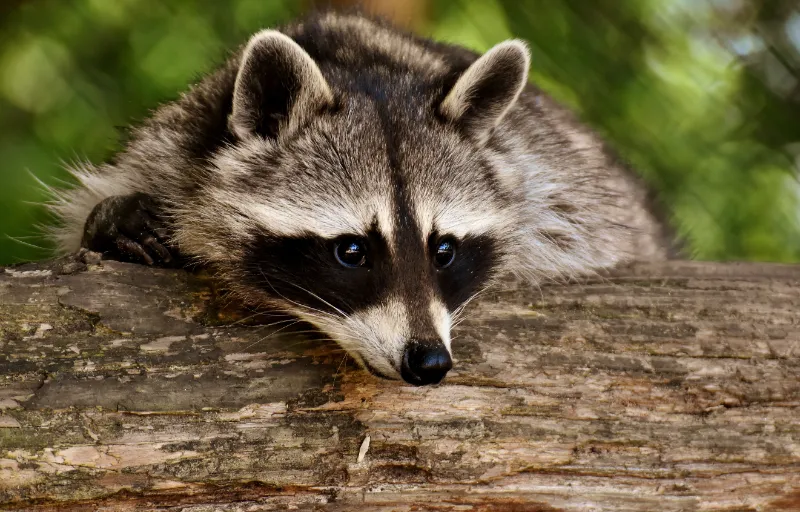  remedies to keep raccoons away