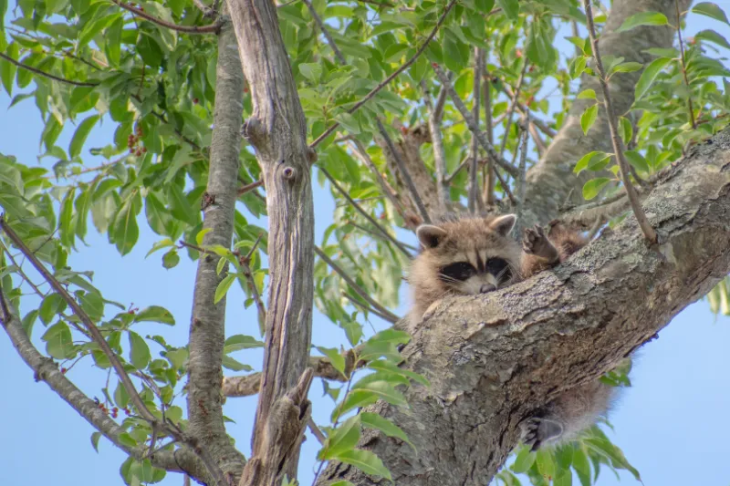 unpleasant smell that raccoons don't like