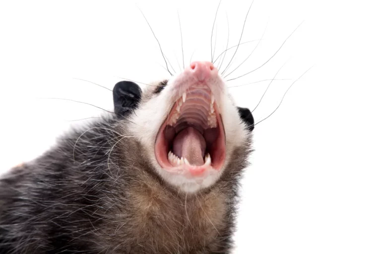 Are Possums Nocturnal? Learn the Facts