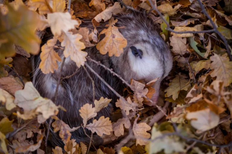 How To Get Rid of Possums Under Deck