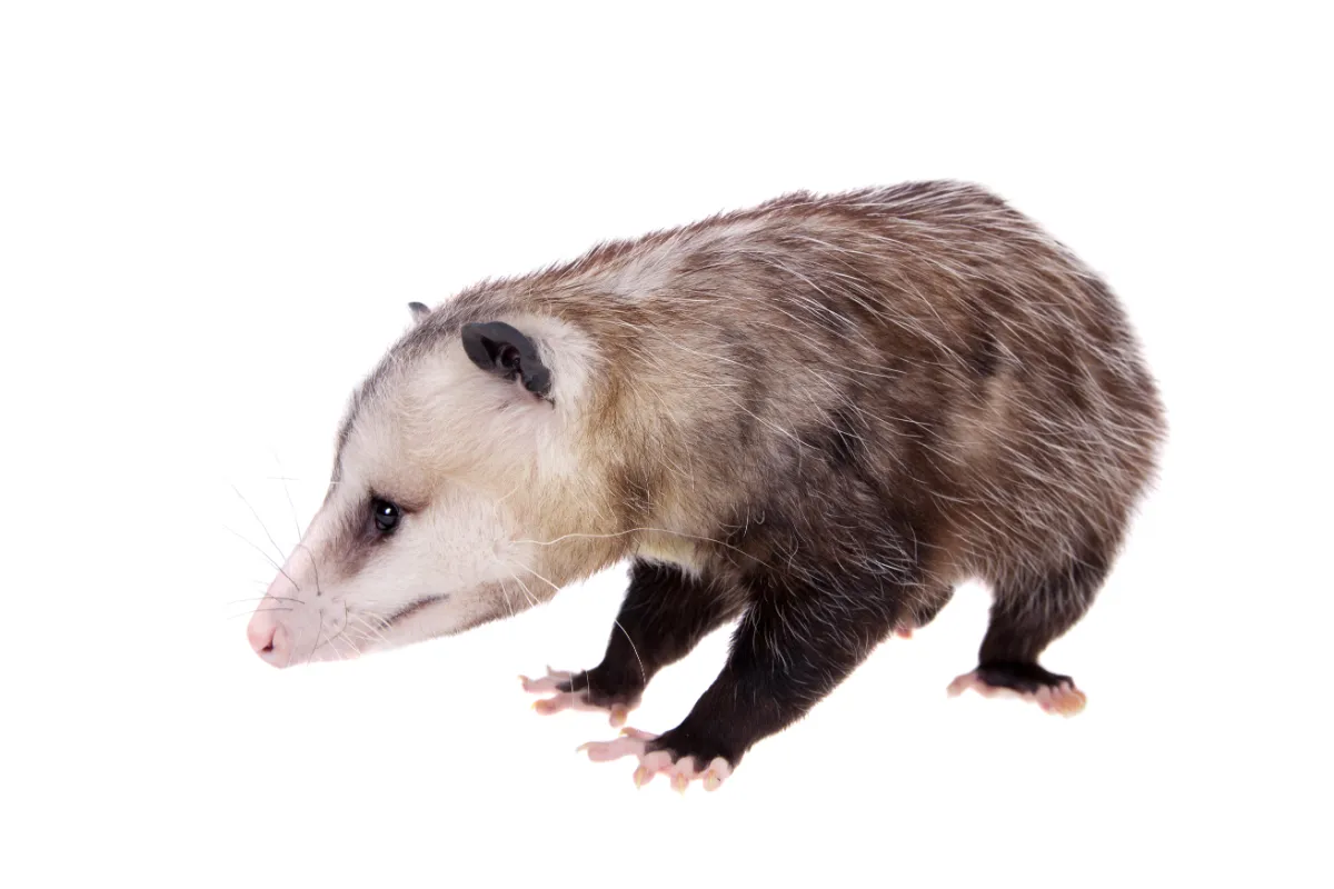 Opossum Bait: The Key To Effective Trapping