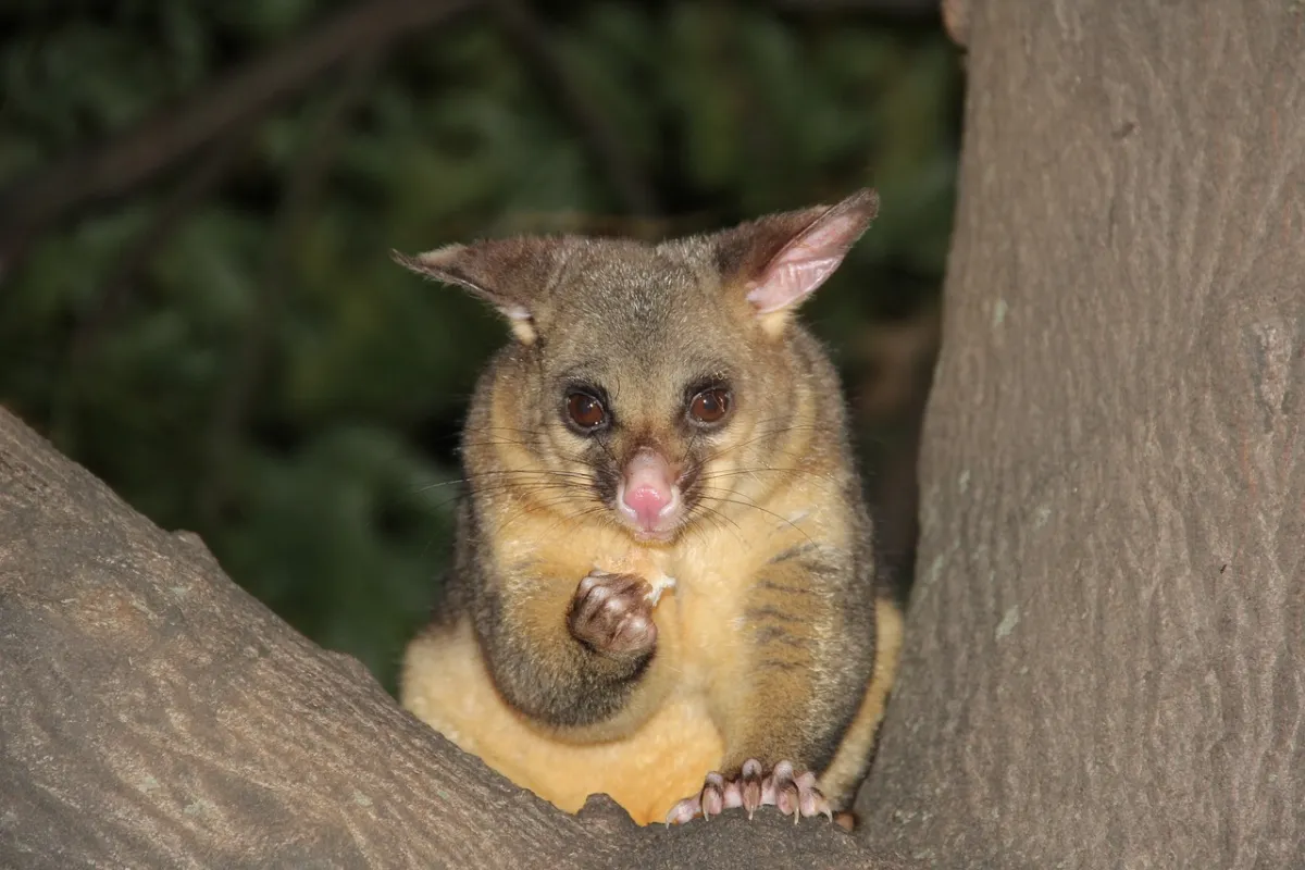 Possum Vs Raccoon: 8 Vital Contrasts Unveiled