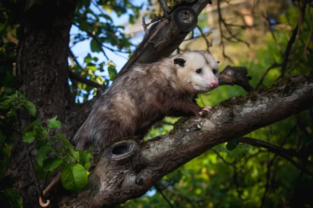 Possums' Nesting Habits and Materials Used