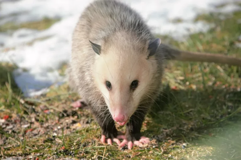 Possums in Your Backyard: Pros and Cons of Having Them Around