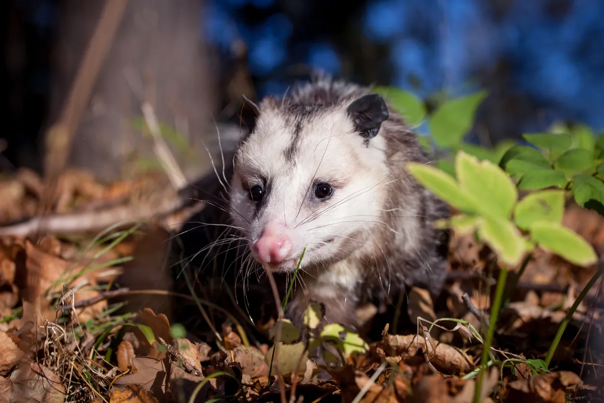 6 Signs Of Possums In Your Yard: Spot Them Now!