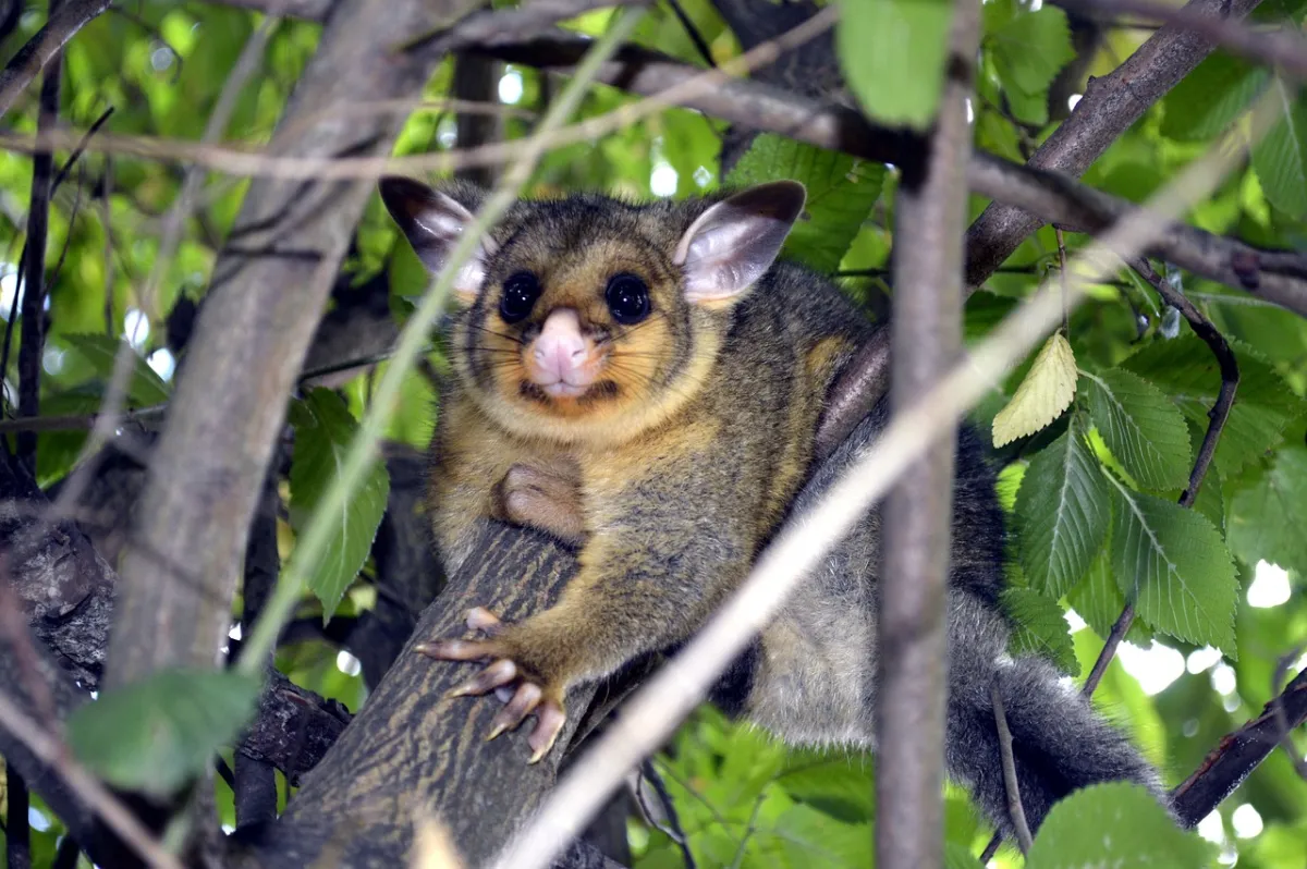 What Kills Possums Fast