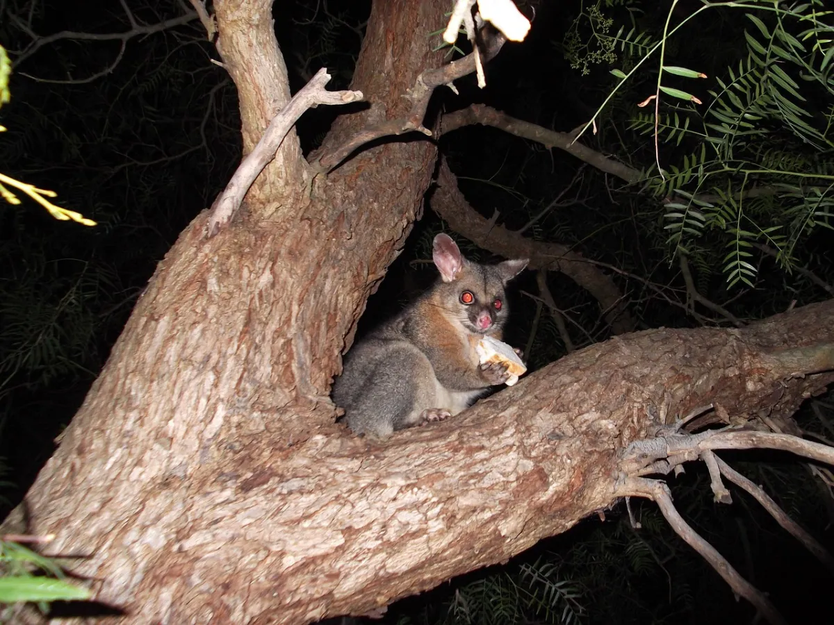 Where Do Possums Live? Discover Their Habitat!