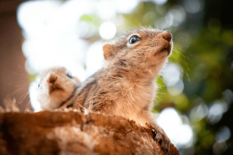 Shocking Facts About Squirrels