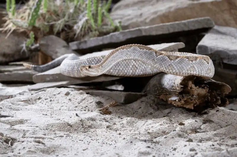 How do rattlesnakes shed their skin