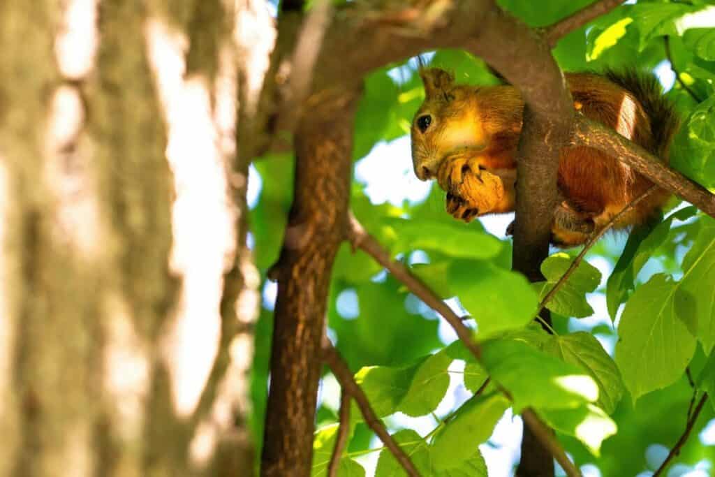 Behavior Patterns That Make Squirrels Unique Among Rodents