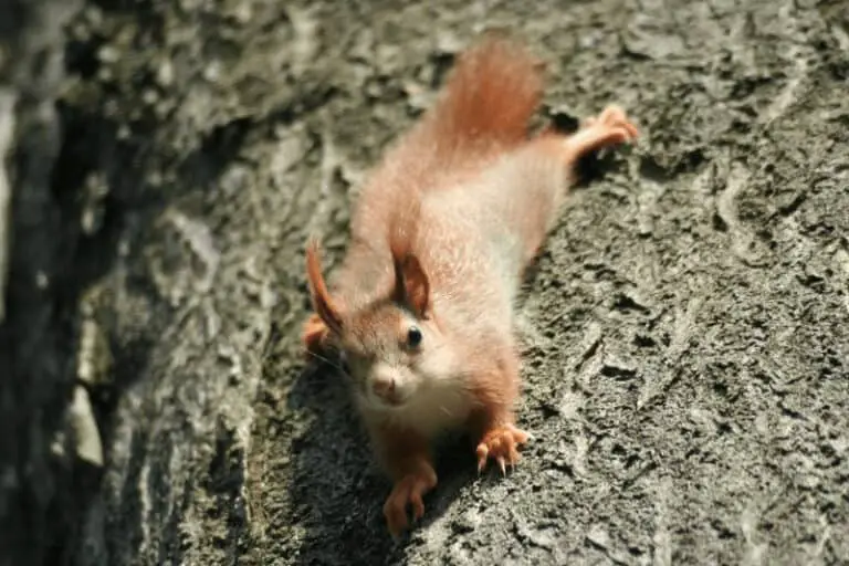 When Do Squirrels Leave Attic? Get the Answer!