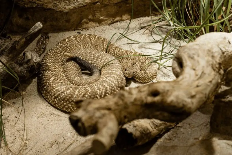 Do rattlesnakes shed their rattles