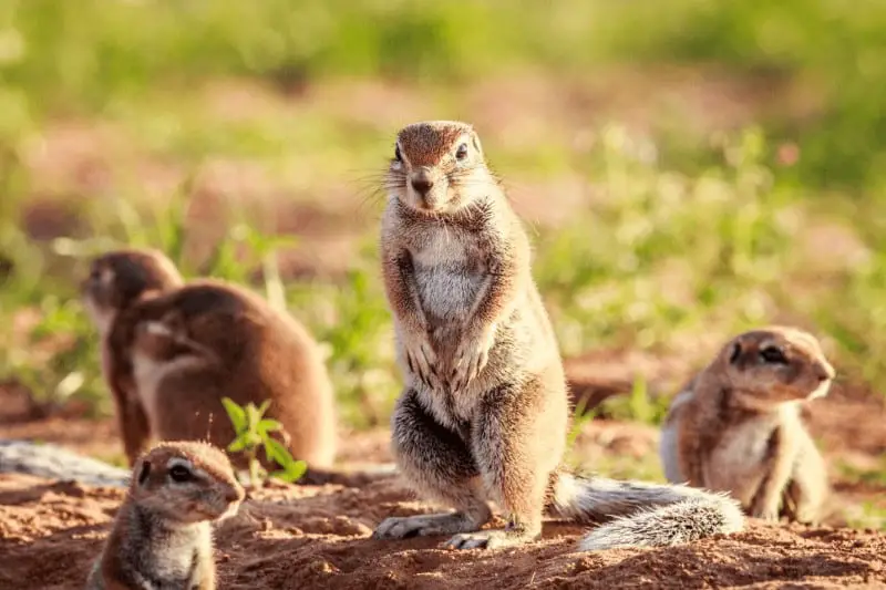 Activity Times of Ground Squirrels