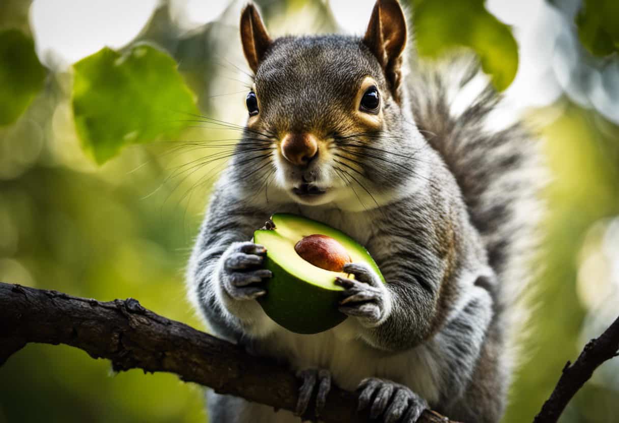 An image showcasing a fluffy gray squirrel perched on a tree branch, cautiously nibbling on a sliced avocado, while rays of sunlight filter through the leaves, highlighting the vibrant green fruit