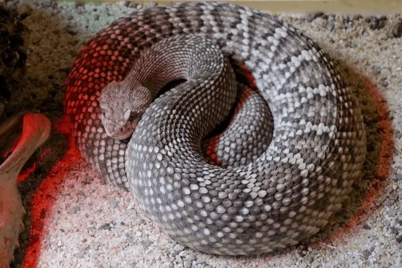 Can its rattles determine the age of a rattlesnake