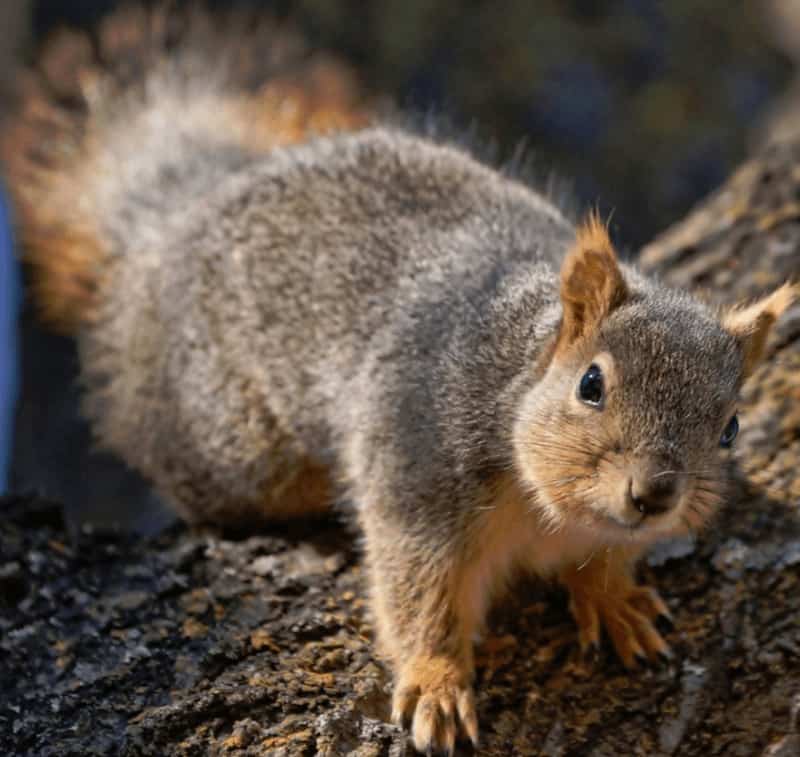Understanding Rabies in Squirrels