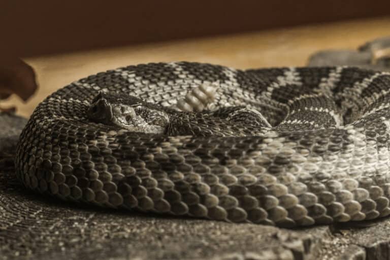 Do Rattlesnakes Shed Their Skin