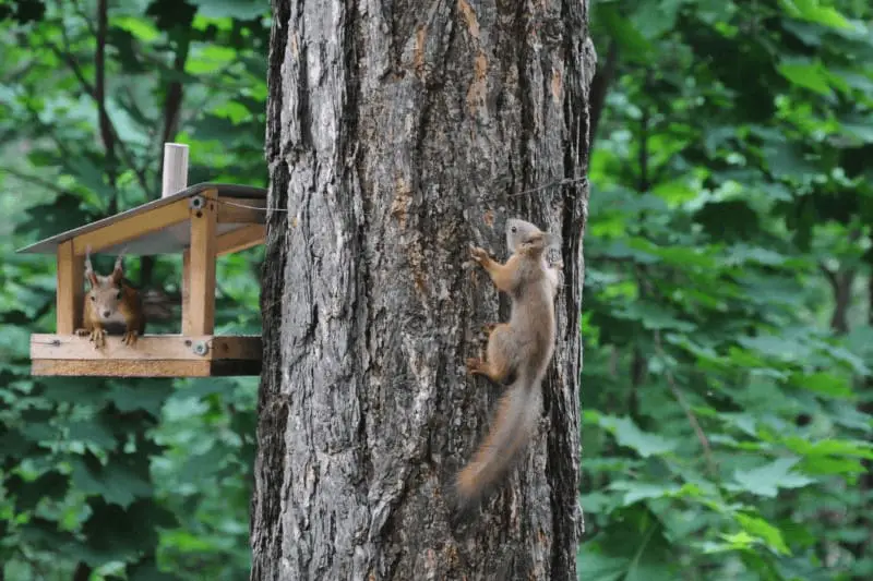 Squirrel Nesting Habits