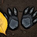 identifying raccoon tracks effectively