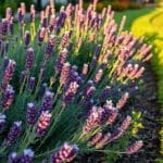 possum resistant garden plants guide