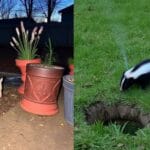 yard pests comparison possums vs skunks